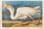 Schilderij John James Audubon, Great White Heron, Ophalen