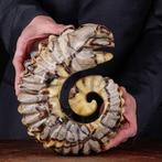 Ammoniet in Septaria, Gesneden in Houtsnijwerk, Nieuw