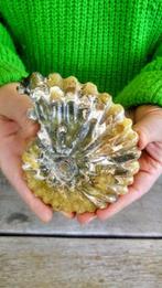 Fossielen Ammoniet Nautilus - Fossiel skelet - Cleoniceras -, Nieuw