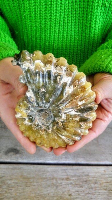 Fossielen Ammoniet Nautilus - Fossiel skelet - Cleoniceras -, Verzamelen, Dierenverzamelingen