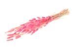 Lagurus ovatus 50 gr in hoes cerise pluimgras graspluimen, Ophalen of Verzenden, Nieuw