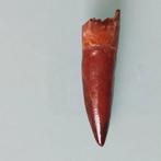 Dinosaurus - Fossiele tand - Spinosaurus aegyptiacus - 76 mm, Verzamelen