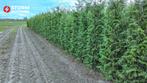 Thuja Plicata Laurier 200–250 cm – online veiling, Tuin en Terras
