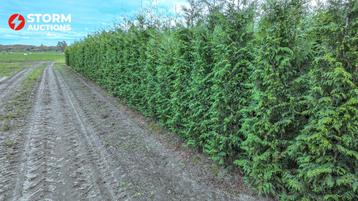 Thuja Plicata Laurier 200–250 cm – online veiling beschikbaar voor biedingen