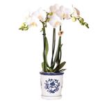 Kolibri Orchids | witte orchidee Amabilis + Malaga sierpot b, Verzenden
