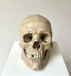 Anatomisch model - Hartkunststof - 1970-1980 - Schedel met, Antiek en Kunst