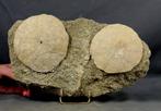 Twee grote zee-egels op steen - - Gefossiliseerd dier -