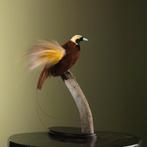 Grote Paradijsvogel Taxidermie Opgezette Dieren By Max, Ophalen of Verzenden, Nieuw, Vogel, Opgezet dier