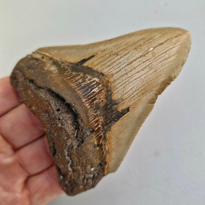Megalodon Shark - Fossiele tand - megaselachus megalodon -, Verzamelen, Mineralen en Fossielen