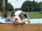 Old English Bulldogpup | reutje | mag direct mee!, Dieren en Toebehoren, Honden | Bulldogs, Pinschers en Molossers, Meerdere, Bulldog