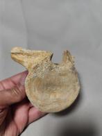 Mosasaurus - Fossiel wervelbot - 10 cm - 6 cm (Zonder, Verzamelen, Mineralen en Fossielen