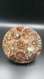 Ammoniet - Gefossiliseerde schelp - Cleoniceras sp. - 10.9, Verzamelen