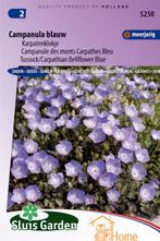 Campanula Blauw Karpatenklokje Bloemen Zaden voor de Tuin:, Tuin en Terras, Verzenden