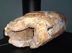 Wolharige mammoet - Gefossiliseerde slagtand - 35 cm - 17 cm