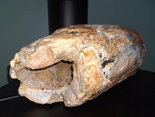 Wolharige mammoet - Gefossiliseerde slagtand - 35 cm - 17 cm, Verzamelen, Mineralen en Fossielen