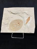 Vis - Fossiel skelet - Cyclobatis - 20 cm - 24 cm