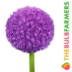 The Bulb Farmers - 6 x Allium Ambassador - paars, Tuin en Terras, Bloembollen en Zaden, Bloembol, Najaar, Verzenden, Volle zon