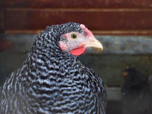 ≥ Sussex kippen te koop; goede leg! - Advies! — Pluimvee Marktplaats