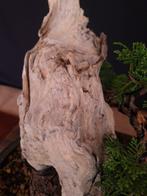 Juniper Itoigawa – Geen minimumprijs - Hoogte (boom): 27 cm