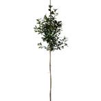 Glansmispel - Photinia fraseri Red Robin - Omtrek: 6-10 cm |, Tuin en Terras, Ophalen of Verzenden