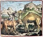 Marcus Geerhaerts (1561/62-1635) - The Camel, Buffalo, Mule