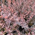 Berberis Thunbergii Atropurpurea - Zuurbes (Kale Wortel) -, Tuin en Terras, Ophalen of Verzenden, Lente, Volle zon