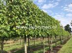 Groenblijvende leibomen leilaurier photinia leibeuk leilinde, Tuin en Terras, Ophalen