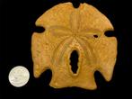 Echinoderm - Gefossiliseerde schelp - Encope grandis (Zonder