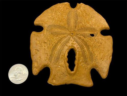 Echinoderm - Gefossiliseerde schelp - Encope grandis (Zonder, Verzamelen, Mineralen en Fossielen