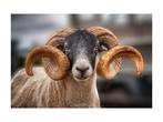 Glasschilderij Schaap | 945, Ophalen of Verzenden, Nieuw