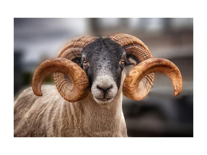 Glasschilderij Schaap | 945, Huis en Inrichting, Woonaccessoires | Overige, Nieuw, Ophalen of Verzenden