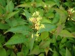 Diervilla sessilifolia / splendens , P17 pot, 40-60 cm, Ophalen of Verzenden, Minder dan 100 cm