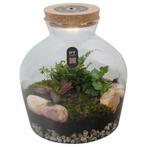 Terrarium, Ophalen, Nieuw