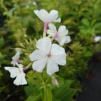 Plox paniculata wit (Winterharde planten), Volle zon, Vaste plant, Siergrassen, Ophalen of Verzenden