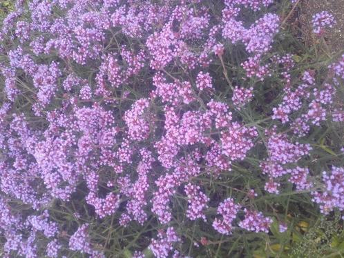 Verbena bonariensis Lollipop , kleinblijvende Ijzerhard, Tuin en Terras, Planten | Tuinplanten, Vaste plant, Volle zon, Zomer