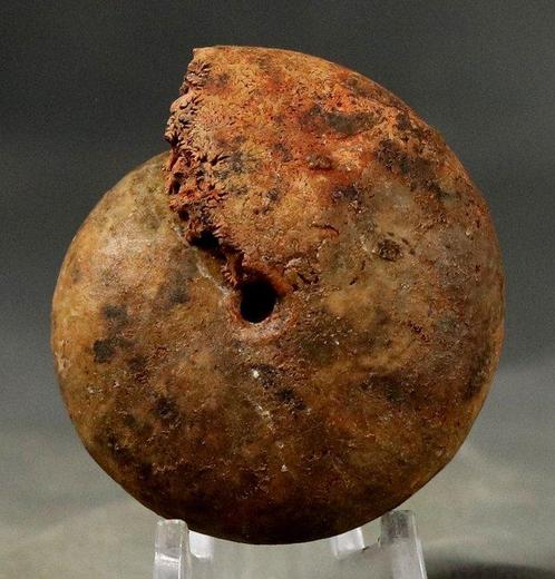 Ongewone ammoniet - één zijde met schelp, de andere zijde, Verzamelen, Mineralen en Fossielen