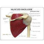 Anatomisch model van het Schoudergewricht functioneel, Nieuw, Verzenden
