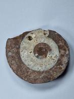 Ammoniet - Gefossiliseerde schelp - Aioloceras (Cleoniceras), Verzamelen, Mineralen en Fossielen