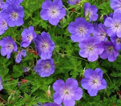 Ooievaarsbek - Geranium Rozanne - Bodembedekker - Geranium, Tuin en Terras, Planten | Tuinplanten, Bodembedekkers, Vaste plant