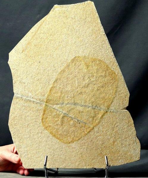 Een grote fossiele kwal - 19 cm - Uiterst goed gedetailleerd, Verzamelen, Mineralen en Fossielen