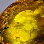 Ruwe Baltische amber met een negatieve afdruk van een stuk, Verzamelen