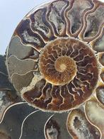 Ammoniet - Gefossiliseerde schelp - Aioloceras (Cleoniceras), Verzamelen, Mineralen en Fossielen