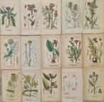 Diedrich Franz Leonhard von Schlechtendal (1794 / 1866) -, Antiek en Kunst