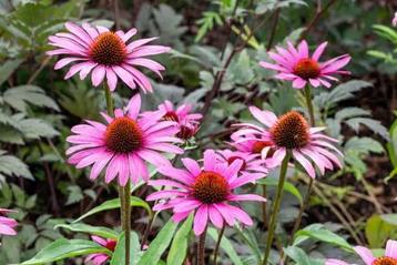 Echinacea purpurea magnus (vaste planten) beschikbaar voor biedingen