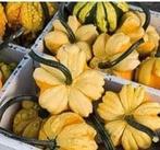 Daisy kalebas 1000 zaden, Ophalen of Verzenden, Nieuw