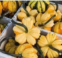 Daisy kalebas 1000 zaden, Hobby en Vrije tijd, Knutselen, Nieuw, Ophalen of Verzenden