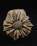 Zee-egel - Gefossiliseerd dier - Asterocidaris bistriata