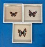 Wanddecoratie - Set van drie vlinderpreparaten - achter glas, Nieuw