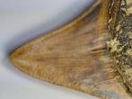 Megalodon - Fossiele tand - 10.35 cm