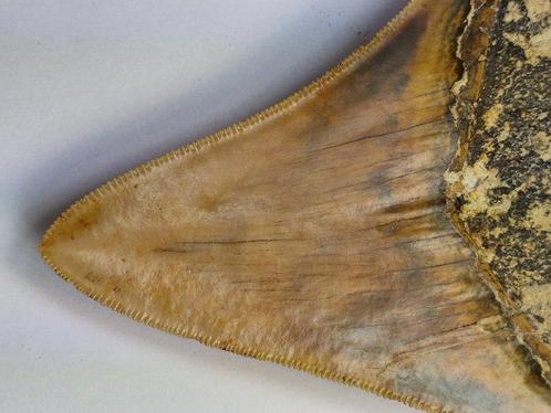 Megalodon - Fossiele tand - 10.35 cm, Verzamelen, Mineralen en Fossielen